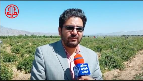 150هکتار گلمحمدی در گلپایگان زیر کشت است 150هکتار گلمحمدی در گلپایگان زیر کشت است